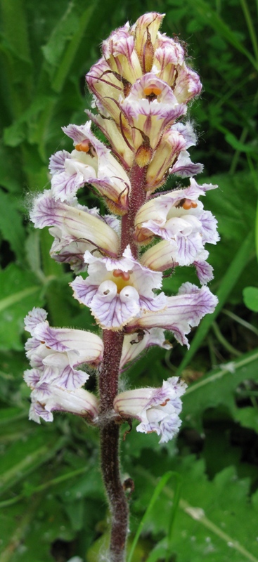 Che fiore  questo ? complicato - Orobanche